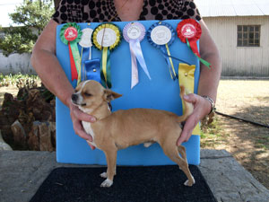 Chihuahua champions bred at Santitia