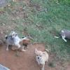 CHIHUAHUAS