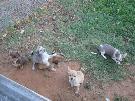 Informeel + chi pups 006.JPG