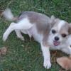 Informeel + chi pups 010.JPG