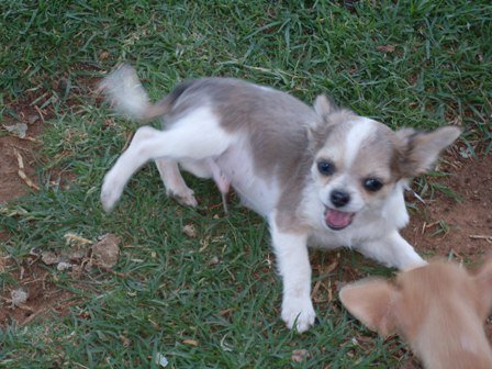 Informeel + chi pups 010.JPG