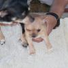 Informeel + chi pups 042.JPG