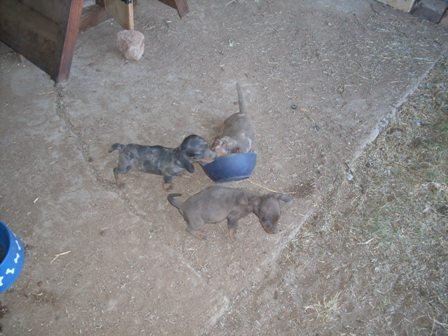 daxie pups 012.JPG