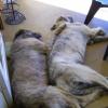 irish wolf en ander 055