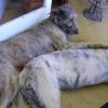 irish wolf en ander 056