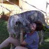 IRISH WOLFHOUNDS