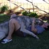irish wolf en ander 066