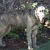 irish wolf en ander 072