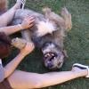 IRISH WOLFHOUNDS