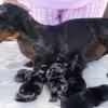 PUPPY FILES