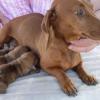 Miniature Dachshund with babies031